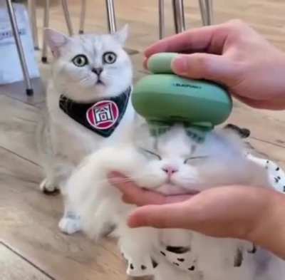 What sorcery is this? - Cat in the back, probly