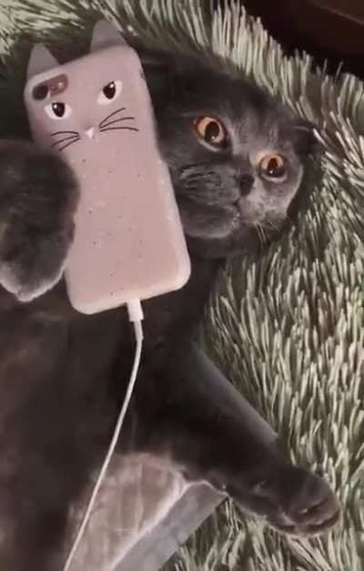 Catsomer Purrvice