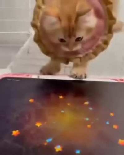 Cat playing game