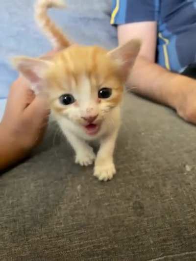 Scared foster kitten becomes screaming foster kitten