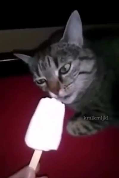 Cat eats ice cream.