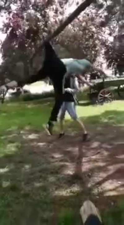 Never bother a tree or...