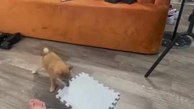 Doggo Chomp