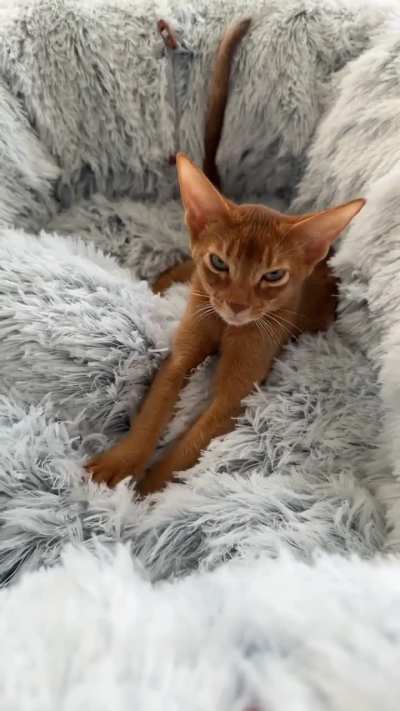 My 4 month old kitten keeps menacingly making biscuits 24/7, is this normal?