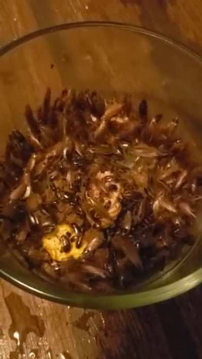 GermanRoaches