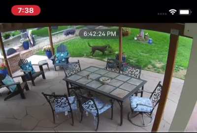 My friend's mom has a dog that's been pulling her plants out of the pots in the backyard. She caught him red handed with security cameras.