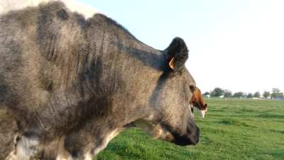 Belgian cow’s head