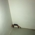 My wife and I found a crab outside our airbnb in Curacao
