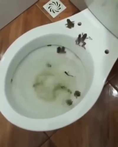 Kurbağa dersem çıkma, sifonu çekersem çık