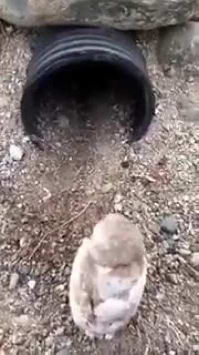 Conservationist releasing baby burrowing owls back into burrow