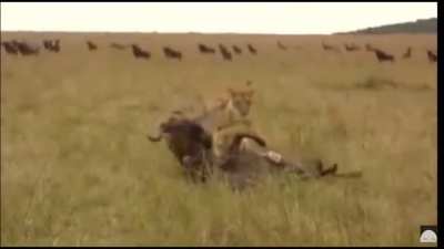 Poor wildebeest.....oh