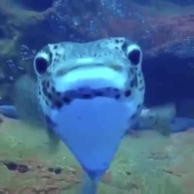 Guy filming some resting sharks and - oop