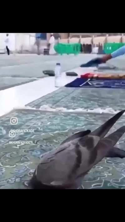 pigeon praying, inshallah 🕋 