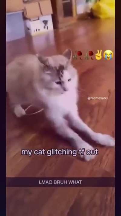 Mi gato glitcheando...