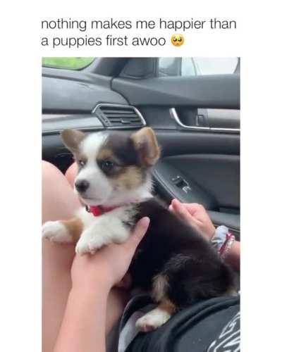 Nothing makes me happier than a puppies first awoo