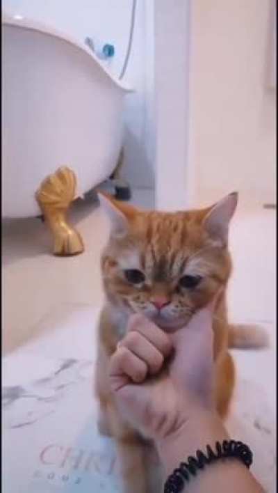 If my chin fits, I sits.
