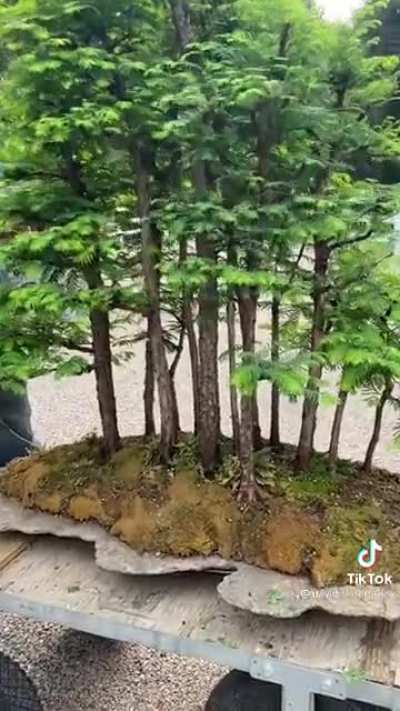 Metasequoia forest