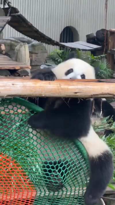 Panda slowly getting down