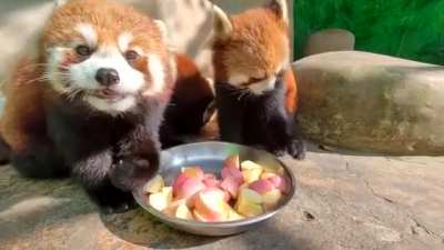 Look how cutely they eat <3