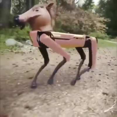 Horse Dynamics