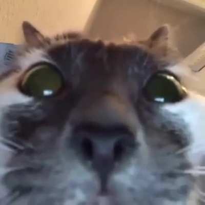 Gato