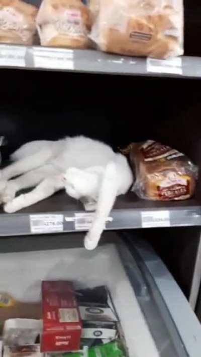 Gato con trabajo.