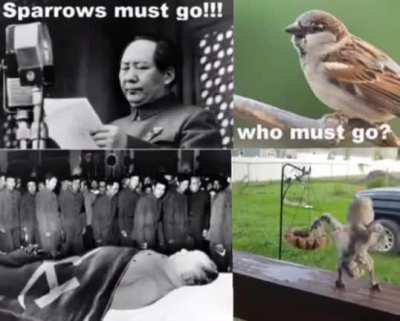 Common sparrow w