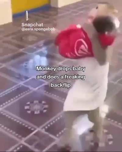 Monkey drops baby and does a freaking backflip