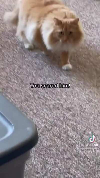 Adorable cats