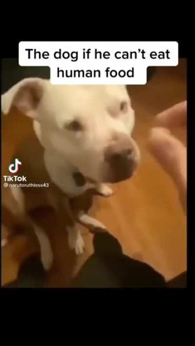 The dog was so committed
