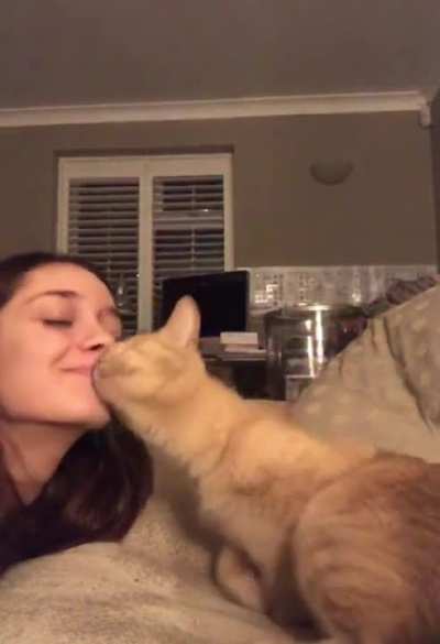 Affectionate Cat