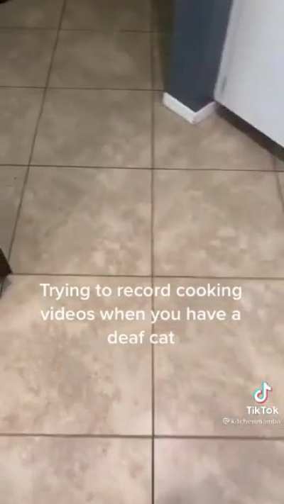 Perfectly cut meows
