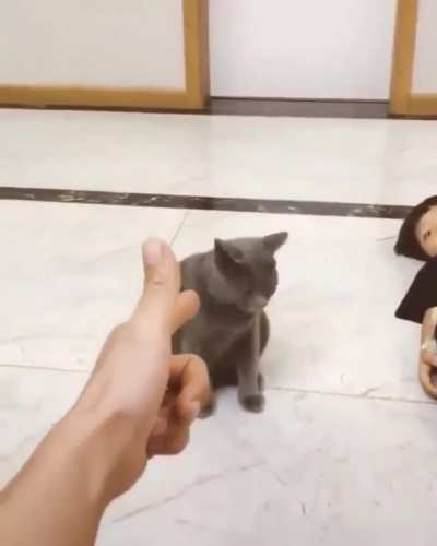 Cat Pretends To Die