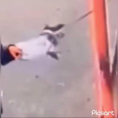 Attack on pitbull