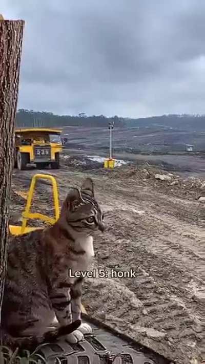 Simplemente gatos