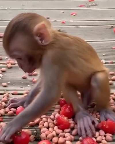 Cute monke eating tomatoes <3