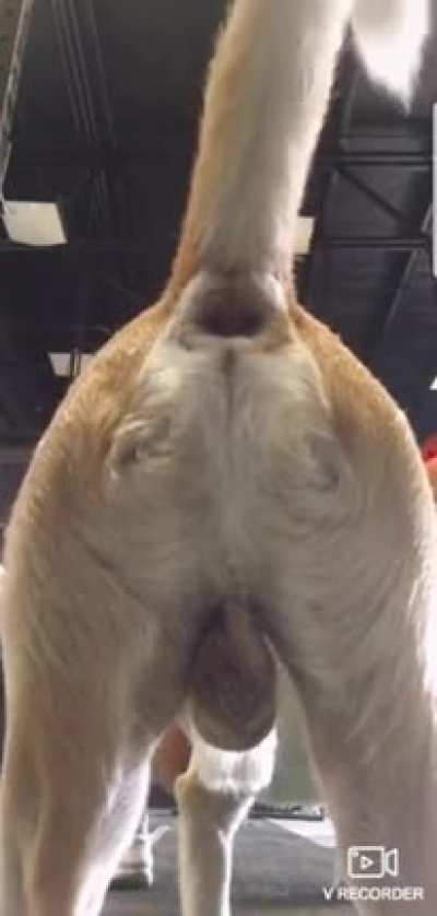 Two butts in one