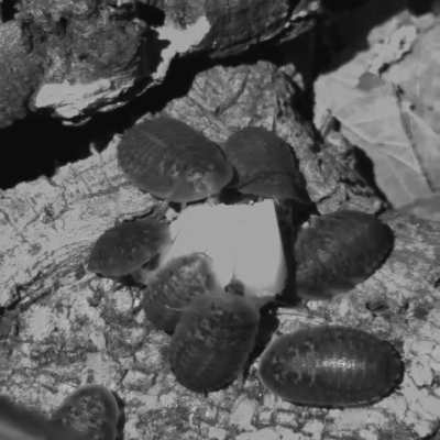 Dubia roaches eating an apple