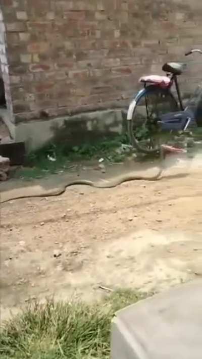 Snake did a madness
