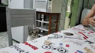 Classic MagicCat getting bamboozled by a card trick