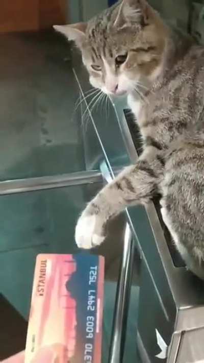 Haraç vermeyince geçit vermeyen İBB çalışanı zorluk çıkartıyor. 🐱