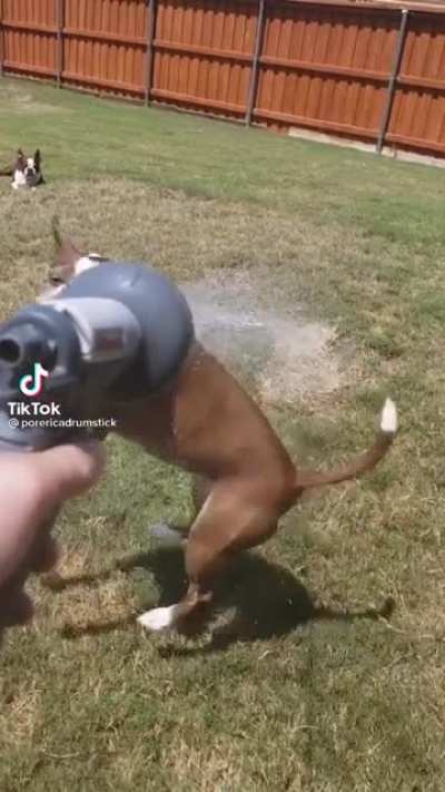 I support this dog's mission