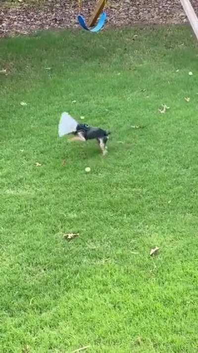 My pup 1 day after surgery adapting to the cone of shame. (OC)
