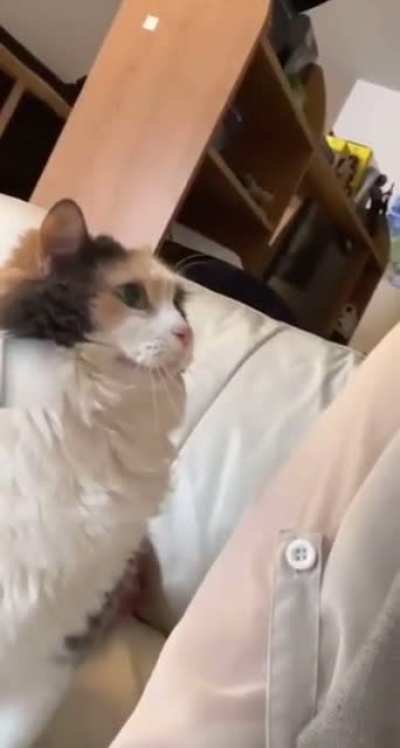 Pets needed