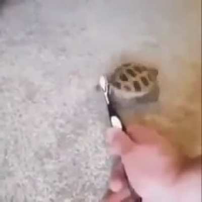 🐢 linda
