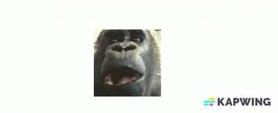 monke chewing then Sirius kicks in