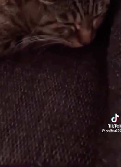 🎶do ra me fa so la🎶…..meow