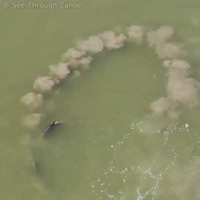 How Dolphins corral and catch fish by creating a mud barrier