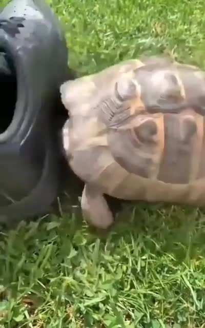 Sus turtle