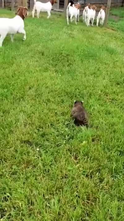 Herding Trash Panda